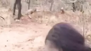 African cutie in stockings bends over and gets fucked by white dude during safari